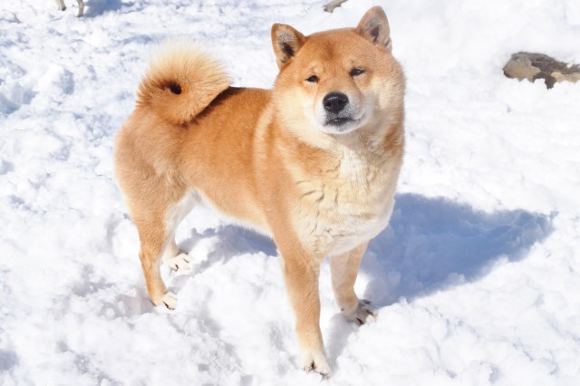 Shiba Inu puppy for sale + 62586