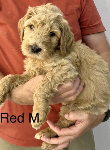 Goldendoodle Puppies