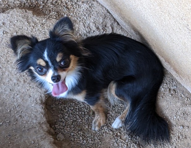 Adult Female AKC Long Coat Chihuahua