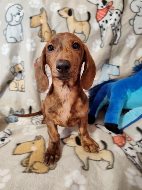 Dachshund puppy for sale + 66473