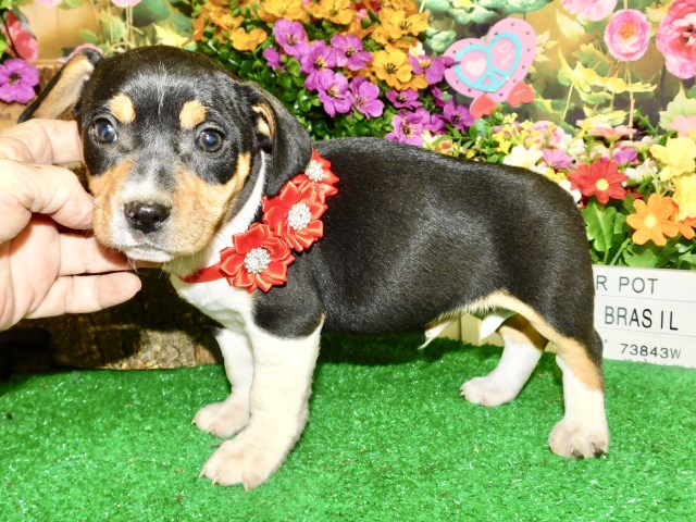 Chicago Dachshund X Type. Super Cute!!!