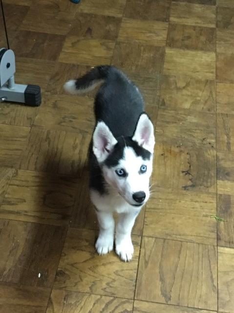 female husky’s puppy for sale