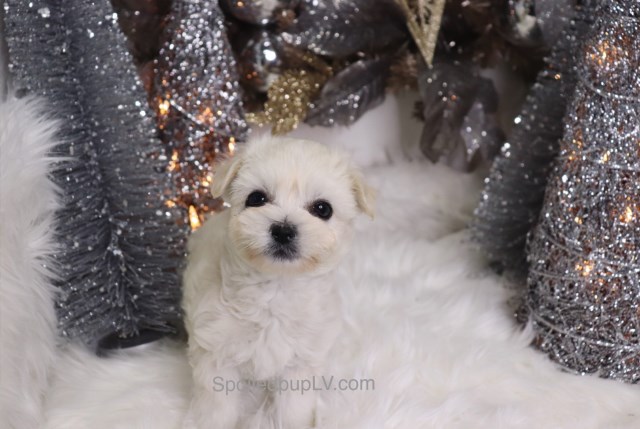 Pomeranian puppy for sale + 54640