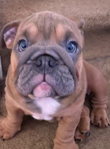 English Bulldog AKC 12wk pups