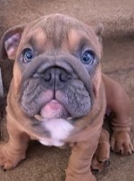 English Bulldog AKC 12wk pups English Bulldog for sale/adoption