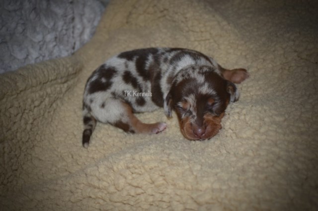 Miniature Male Chocolate Dapple Dachshund