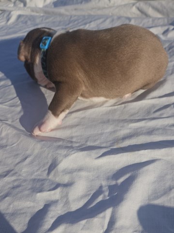 Boston Terrier puppy for sale + 66762