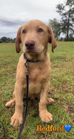 AKC Labrador Retriever
