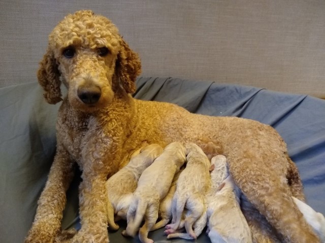 Goldendoodle puppy dog for sale in zebulon, North Carolina