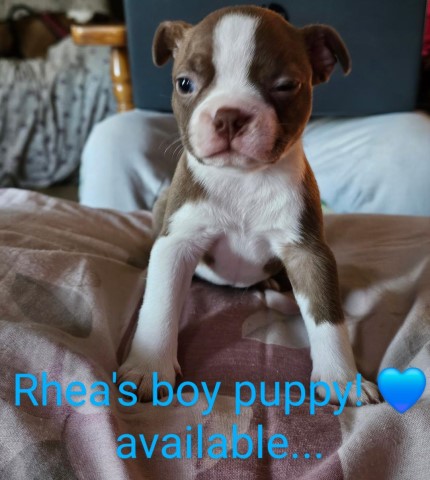 Register CKC Boster Terrier Puppies Looking for their forever home!!