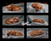 Golden Retriever Puppies AKC OFA Dark Red Golden Retriever for sale/adoption