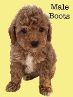 Beautiful Toys and miniature poodles Poodle Toy for sale/adoption