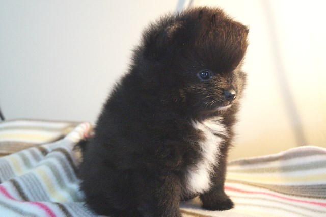 Pomeranian puppy for sale + 54241