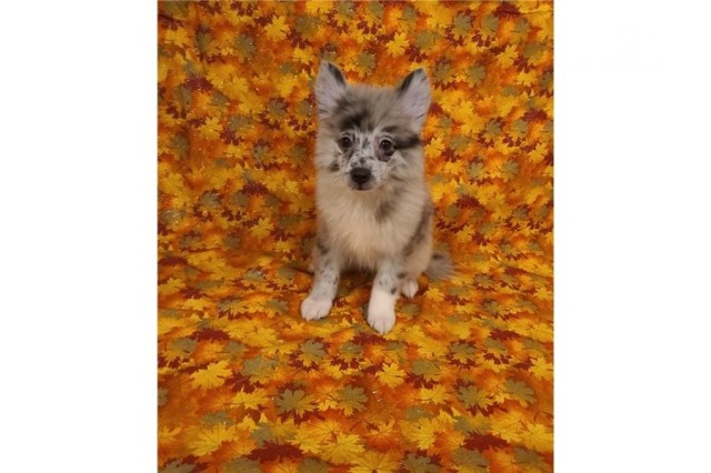 American Eskimo Dog puppy for sale + 62073