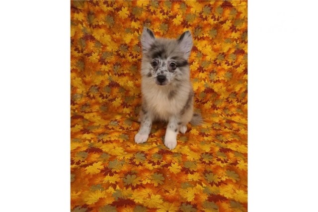 American Eskimo Dog puppy for sale + 62073