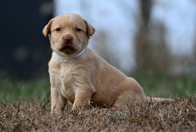 AKC Fox Red Labrador Retriever Puppies for Sale!