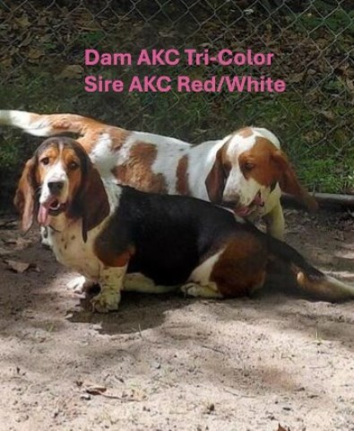 AKC BASSET HOUND PUPPIES COMING SOON in NC