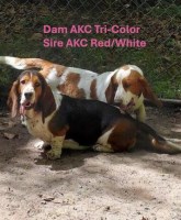 AKC BASSET HOUND PUPPIES COMING SOON in NC Basset Hound for sale/adoption