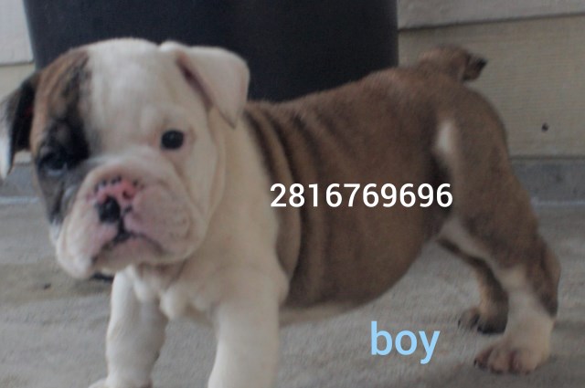 English Bulldog puppy for sale + 52831