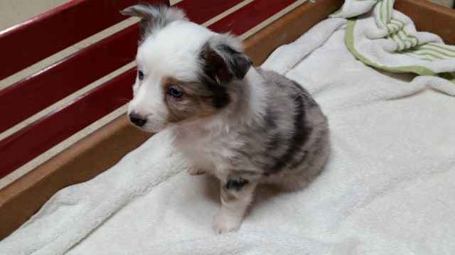 Miniature Australian Shepherd puppy for sale + 54465