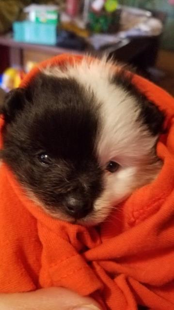 Pomeranian puppy (male)