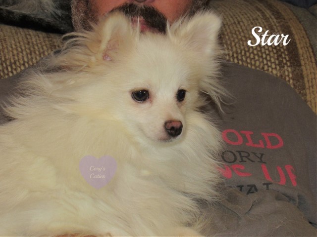 AKC Pomeranian Puppy Star