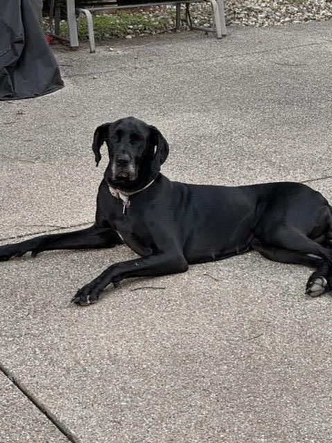 Adopt Loving 5-Year-Old Great Dane Ready for Her Forever Home!