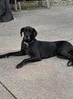 Adopt Loving 5-Year-Old Great Dane Ready for Her Forever Home! Great Dane for sale/adoption