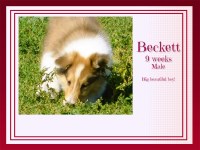 He's a Big Boy Beckett Collie for sale/adoption