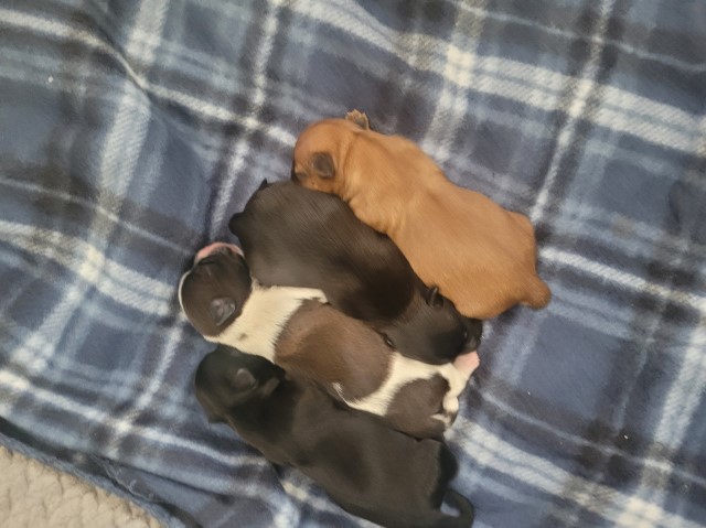 4 Male Shorkie (Shitzu,Yorkie) puppies for sale BORN 6/27