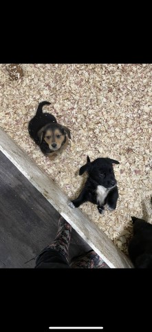 Pembroke Welsh Corgi puppy for sale + 63253