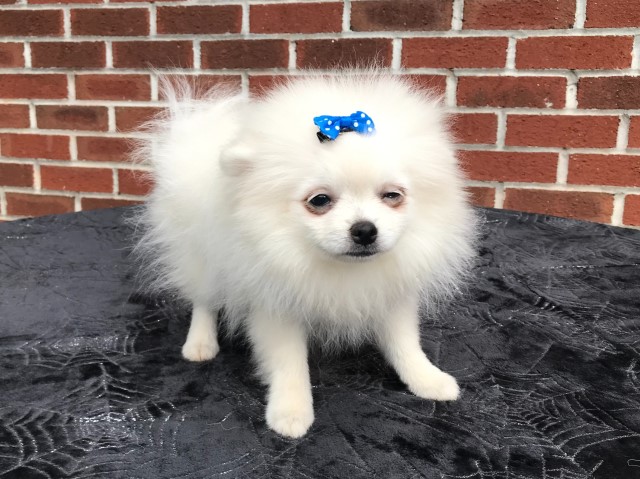 Pomeranian puppy for sale + 66170