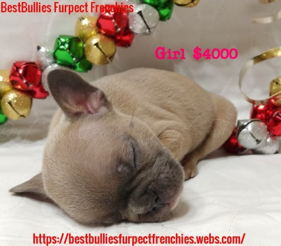 French Bulldog puppy for sale + 54732