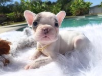 Blue Pie Boy ... Georgeous w/clear health panel. French Bulldog for sale/adoption