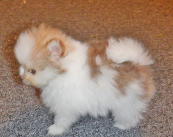 Pomeranian puppy for sale + 60382