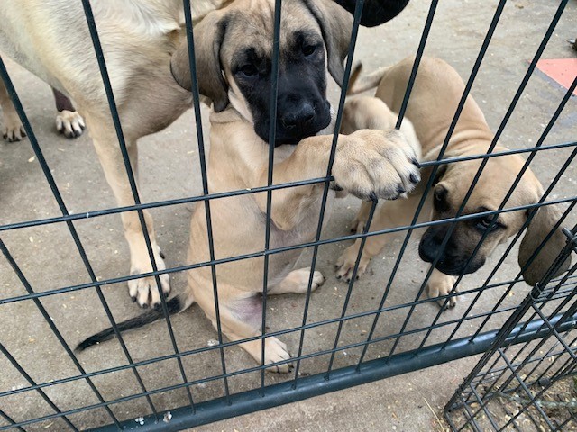 AKC English Mastiff puppies