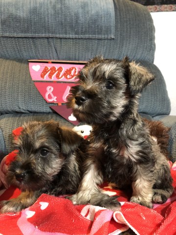 Miniature Schnauzer pups for sale