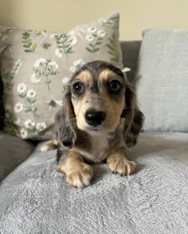 Dachshund puppy for sale + 67002