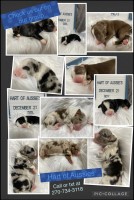 Australian Shepherds Australian Shepherd Dog for sale/adoption