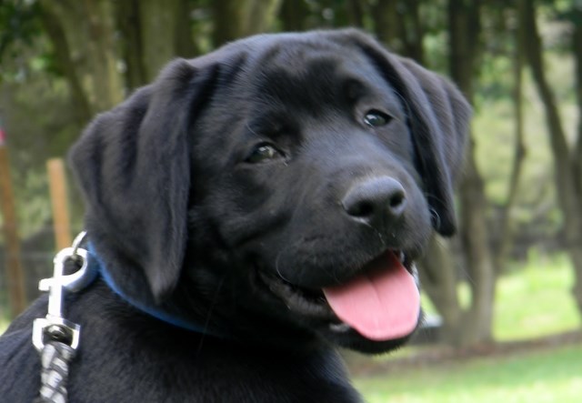 Gorgeous Black Male, Labrador Puppy