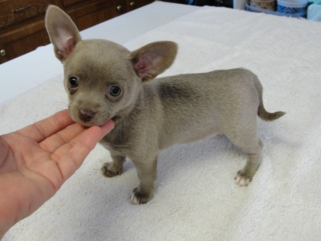 CKC Chihuahua Puppy For Sale-Born 10-11-2017- (J1) Blue Fawn Male