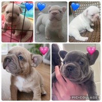 Last Puppy Listed