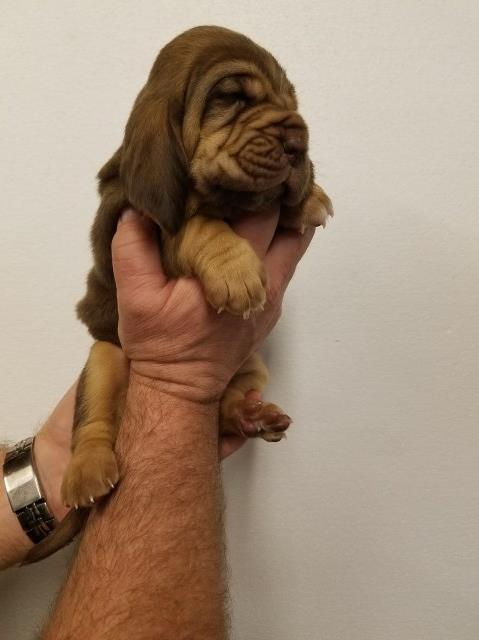 AKC registered bloodhound puppies