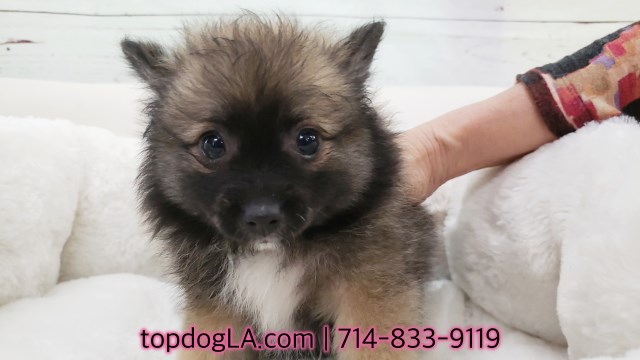 Pomeranian puppy for sale + 52620