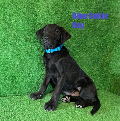 Labrador Retriever puppy for sale + 63863