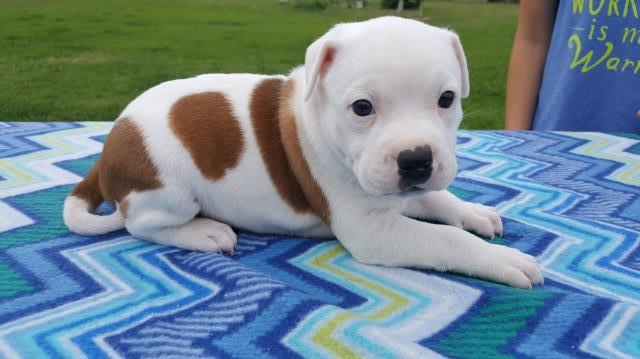 Staffordshire Bull Terrier puppy for sale + 49293
