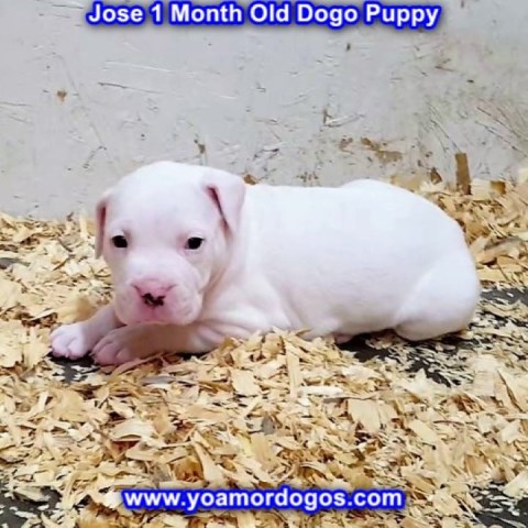 Dogo Argentino puppy for sale + 54868
