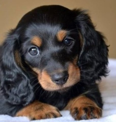 Miniature Dachshund