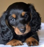 Miniature Dachshund Dachshund for sale/adoption