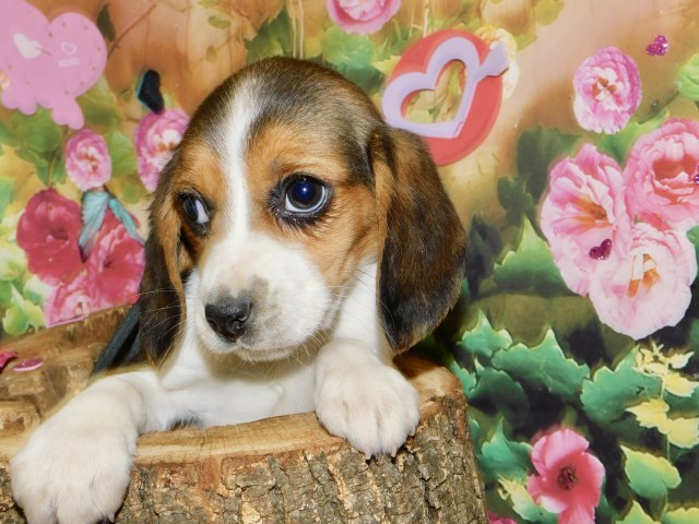 Chicago Beagle  FEMALES.. Super Cute!!!